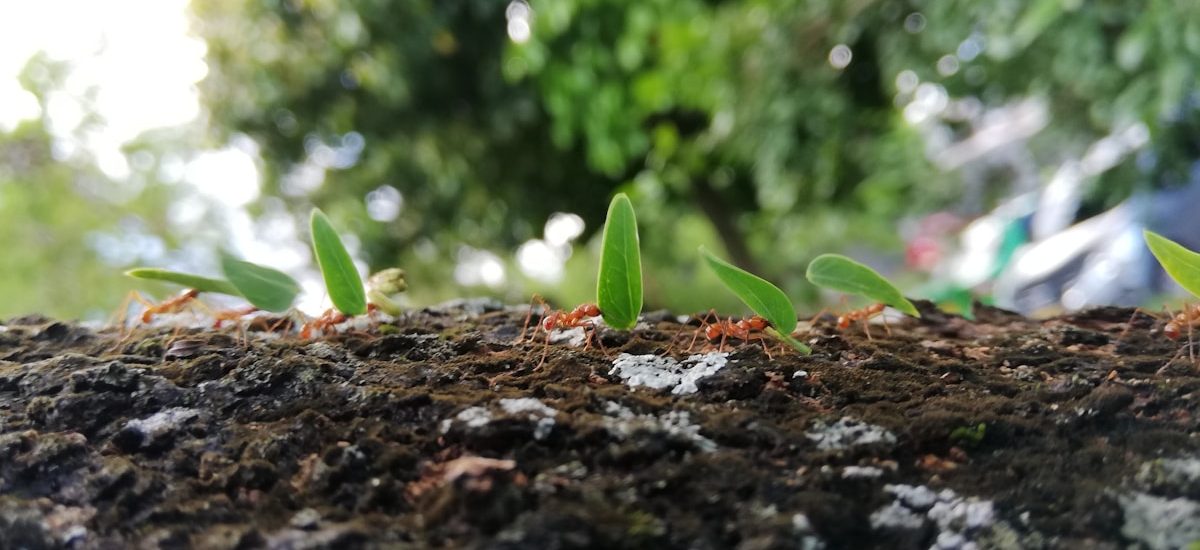 5 Actionable SaaS Marketing for Dummies Frameworks to Accelerate Your Growth