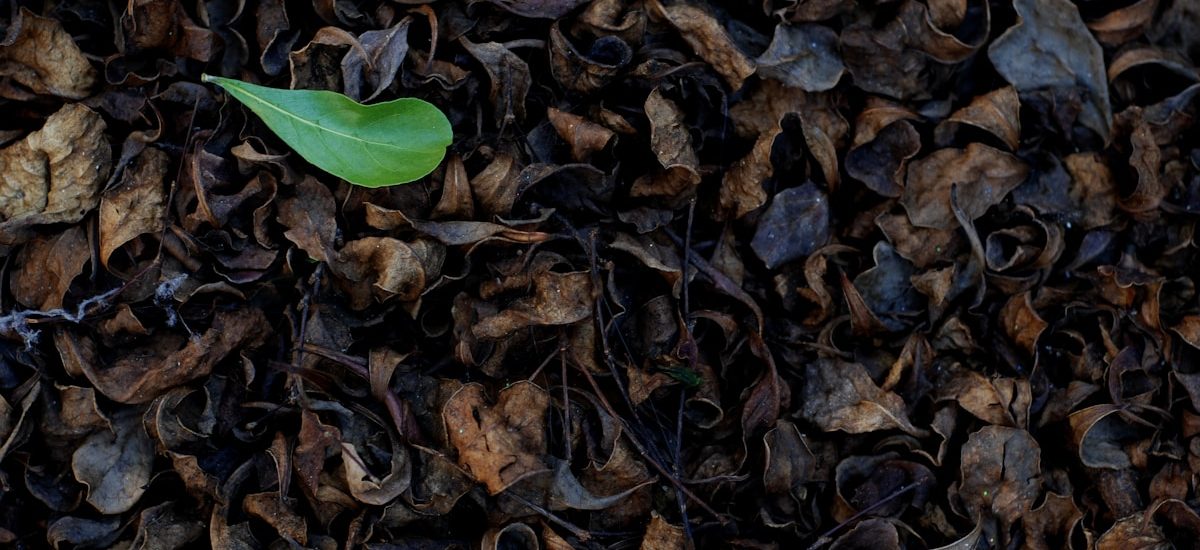 5 Proven SaaS Marketing Lead Nurturing Tactics to Accelerate Your Pipeline