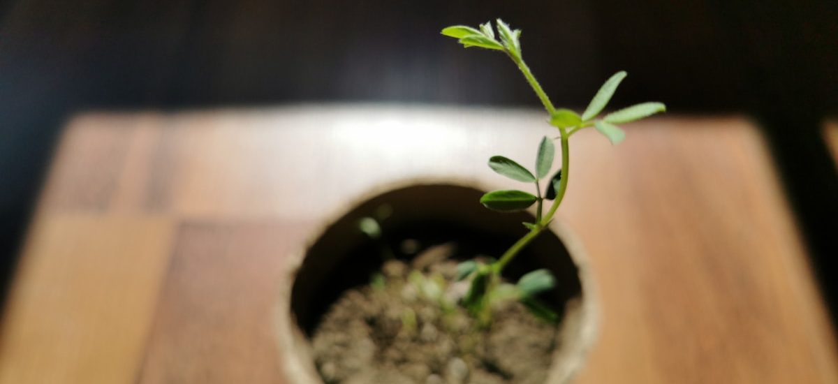 7 Proven Disciplines of Marketing SaaS to Accelerate Growth for Scale-Ups