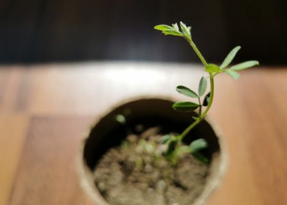 7 Proven Disciplines of Marketing SaaS to Accelerate Growth for Scale-Ups