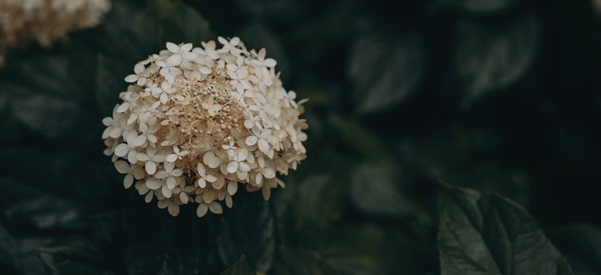 7 Proven Ways to Make Your SaaS Blog Drive Pipeline and Revenue in 2025