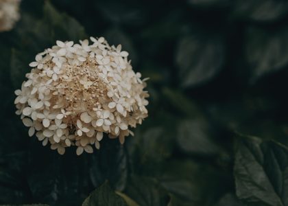 7 Proven Ways to Make Your SaaS Blog Drive Pipeline and Revenue in 2025