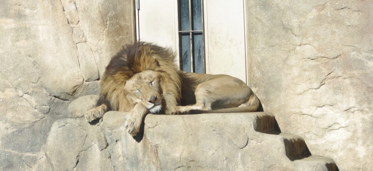 7 Ways a SaaS Chief Marketing Officer Can Prove Content ROI and Scale Growth