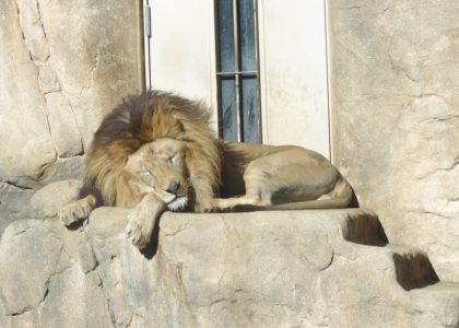 7 Ways a SaaS Chief Marketing Officer Can Prove Content ROI and Scale Growth